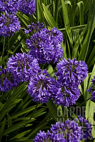 AGAPANTHUS_BRAY_VALLEY