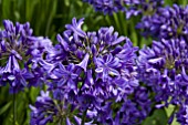 AGAPANTHUS BRAY VALLEY