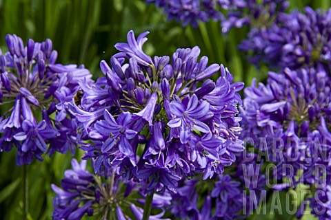 AGAPANTHUS_BRAY_VALLEY