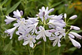 AGAPANTHUS GOLDEN DROP