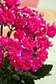 KALANCHOE AFRICAN MAGIC