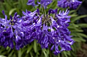 AGAPANTHUS HAYTOR ROCK