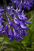 AGAPANTHUS HAYTOR ROCK