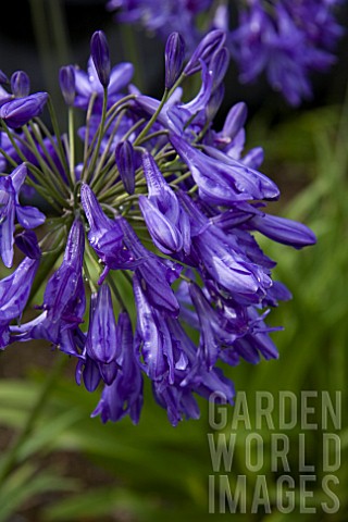 AGAPANTHUS_HAYTOR_ROCK