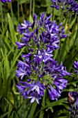 AGAPANTHUS MARIA