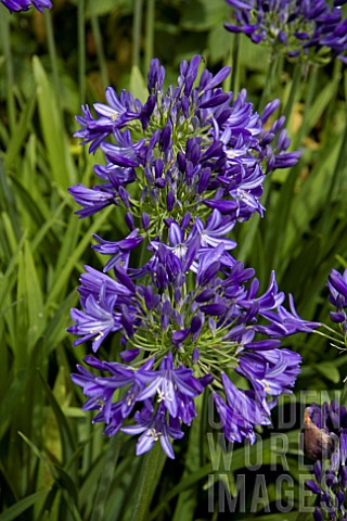 AGAPANTHUS_MARIA