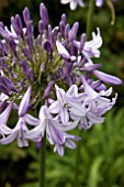 AGAPANTHUS MAUREEN