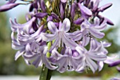 AGAPANTHUS MAUREEN