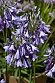 AGAPANTHUS MONICA