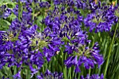 AGAPANTHUS NIKKI