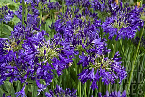 AGAPANTHUS_NIKKI