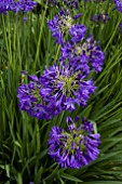 AGAPANTHUS NIKKI