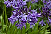 AGAPANTHUS SYLVINE