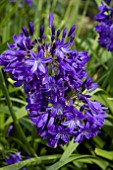 AGAPANTHUS TAW VALLEY