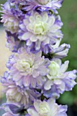 DELPHINIUM HIGHLANDER CRYSTAL DELIGHT