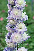 DELPHINIUM HIGHLANDER CRYSTAL DELIGHT