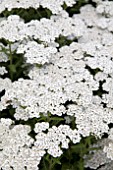 ACHILLEA NEW VINTAGE WHITE