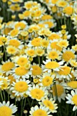 ARGYRANTHEMUM SOLE MIO