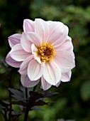 DAHLIA DREAMY BLUSH WHITE