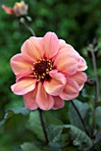 DAHLIA DREAMY INSPIRE