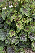 HEUCHERA MARVELOUS MARBLE