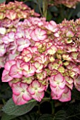 HYDRANGEA ADULA LILA