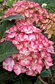 HYDRANGEA ADULA PINK