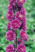 DELPHINIUM HIGHLANDER FLAMENCO