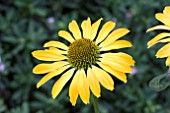 ECHINACEA GOLDEN SKIPPER