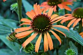 ECHINACEA ORANGE SKIPPER