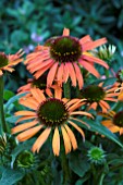 ECHINACEA ORANGE SKIPPER