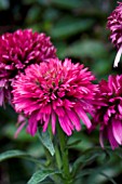 ECHINACEA PICCOLINO