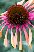 ECHINACEA RAINBOW MARCELLA