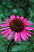 ECHINACEA SENSATION PINK