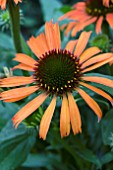 ECHINACEA ORANGE SKIPPER