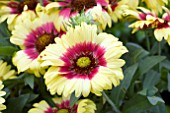 GAILLARDIA SUNSET MEXICAN