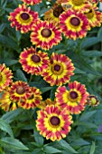 HELENIUM MARIACHI FUEGO