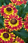 HELENIUM MARIACHI FUEGO