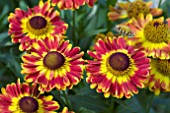 HELENIUM MARIACHI FUEGO