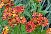 HELENIUM RUBY CHARM