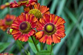 HELENIUM RUBY CHARM