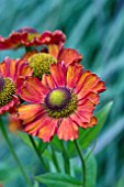 HELENIUM RUBY CHARM