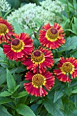 HELENIUM MARIACHI SALSA