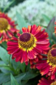 HELENIUM MARIACHI SALSA