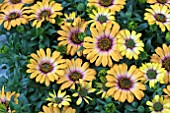 OSTEOSPERMUM MARGARITA SUNSET