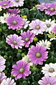 OSTEOSPERMUM MARGARITA BLUE SUNRISE