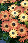 OSTEOSPERMUM MARGARITA ORANGE FLARE