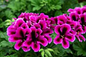 PELARGONIUM REGALIA PURPLE