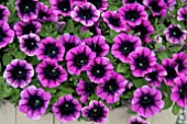 PETUNIA GOTUNIA PURPLE EYE