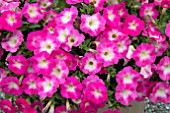 PETUNIA VIVA PINKCEPTIONAL